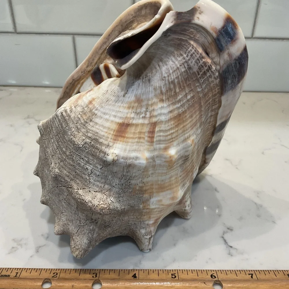 Natural Shell Home Accent Decor - Picture 4 of 8